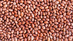 Premium Grade Pinto Beans Bulk Supply