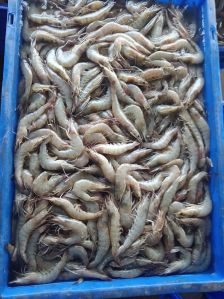 Frozen Vannamei Shrimps