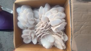 Oyster Mushroom