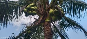 Tender Coconut