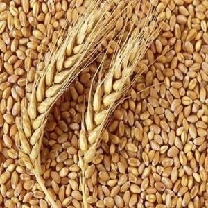 Mill Quality Wheat Grain