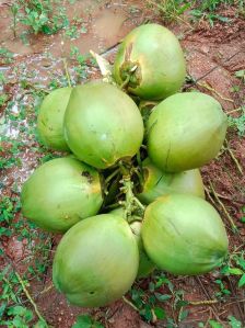 Tender Coconut Water