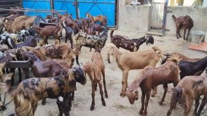 cutting goat farming