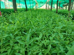 White Sandalwood Plant