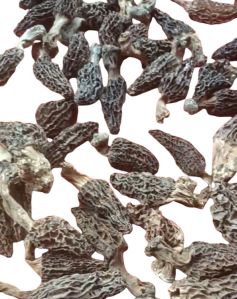 dried gucchi mushroom