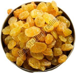 golden dried raisin