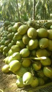 Tender Coconut