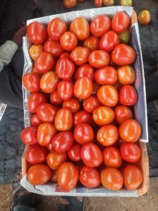 Hybrid Tomato