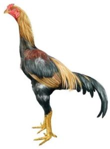 Male Aseel Chicken