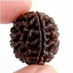 1 Mukhi Rudraksha