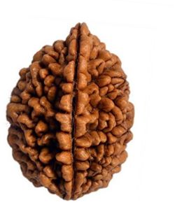 2 Mukhi Rudraksha