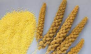 Browntop Millet Seeds