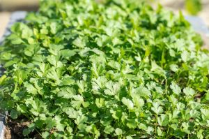 Fresh Coriander Leaves