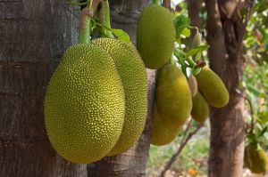 Fresh Jackfruit