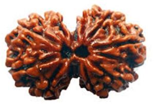 Gauri Shankar Rudraksha