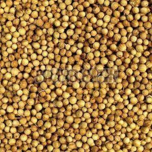 Coriander Seed