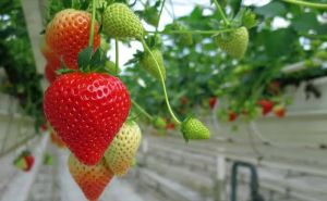 Fresh Strawberry