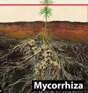 Mycorrhizal Bio Fertilizer Granules