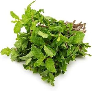 Fresh Mint Leaves