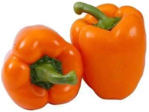 Fresh Orange Capsicum