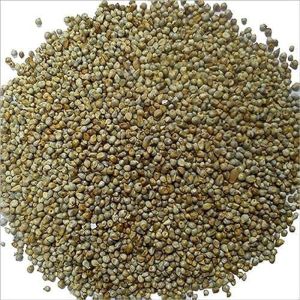 Pearl Millet Seeds