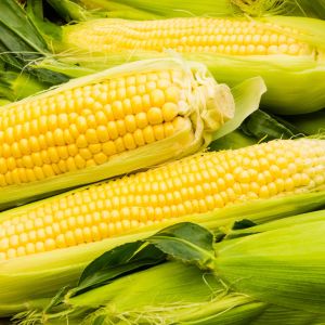 Sweet Corn