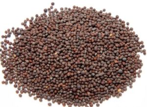 Black Mustard Seeds