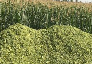 Corn Silage