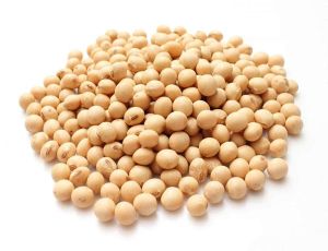 Soybean Seeds