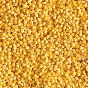 Yellow Millet Seeds