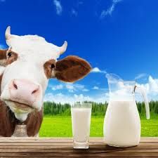 Cow Milk