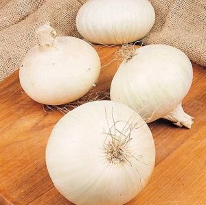 A Grade White Onion