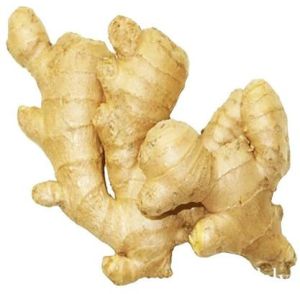 Fresh Indian Ginger