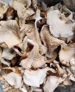 Dry Oyster Mushroom