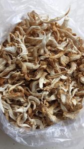 Oyster Mushroom