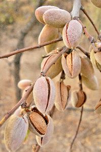 Almond Plant