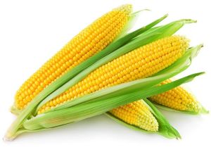 Fresh Yellow Maize