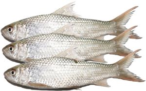 Fresh Bata Fish