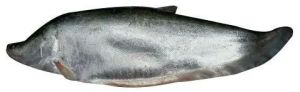 Fresh Chitol Fish