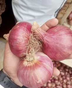 Nashik Onion