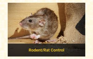 rodent control