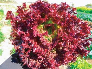 Fresh Red Lettuce