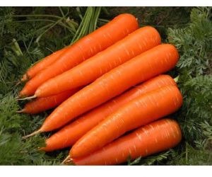 Fresh Carrots