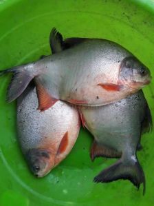 rupchanda fish