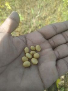 Soya Bean Seeds