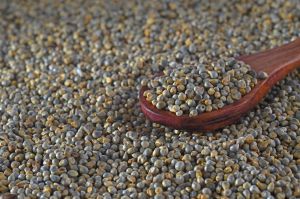 Green Pearl Millet