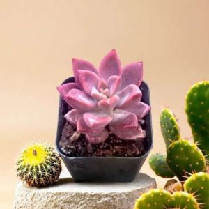 chocolate sedum succulent plant