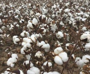 Raw Cotton