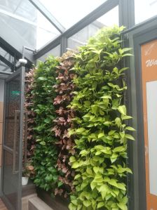 garden green wall