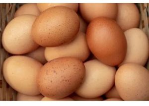 Aseel Brown Eggs